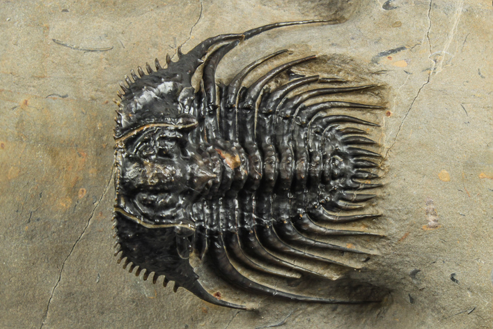 Spiny Leonaspis Trilobite - Large, Spectacular Specimen #244251